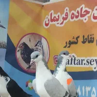 ۳۰تا رنگی زدوخوردی خوشتیپ کفتر بوم
