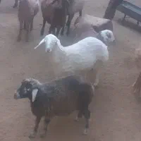 گوسفند زنده بره نر و ماده