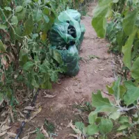 بادمجان|حراج|یزد, |دیوار