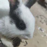 خرگوش