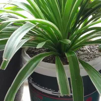 گل های زیبا|گل و گیاه طبیعی|مهاباد (آذربایجان غربی), |دیوار