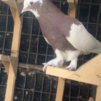 طوق سرخ سه بر|پرنده|شیراز, شهرک بزین|دیوار