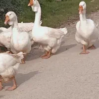 فروش غاز نرمیکس خالماگور لیندا