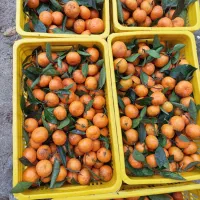 فروش نارنگی|خوردنی و آشامیدنی|کلاچای, |دیوار