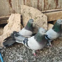 کبوتر سبز پرودولا نروماده|پرنده|بروجن, |دیوار