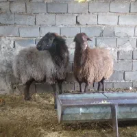 میشجوان اوستن