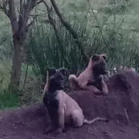 توله سگ مانیلویز