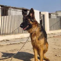 ژرمن ماده مو بلند سه ساله|سگ|چهارباغ, |دیوار