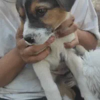 واگذاری توله سگ جک راسل