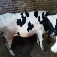 گوساله ماده