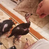 دوعدد جوجه لاری ۵۰روزه|حیوانات مزرعه|کرمانشاه, |دیوار