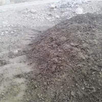 کود گاو ،