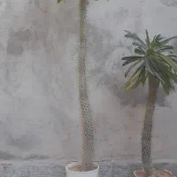 گل نخل ماداگاسکار