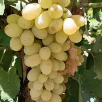 نهال انگورت رو از منه کشاورز بخر|خدمات باغبانی و درختکاری|تاکستان, |دیوار