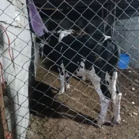 گوساله نر|حیوانات مزرعه|آبادان, |دیوار