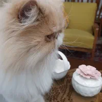 گربه پرشین بایکالر سوپرفلت