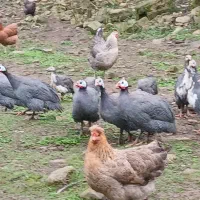 شاخدار نر ماده سالم سر حال