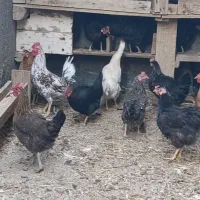 مرغ خروس قاز|حیوانات مزرعه|هندیجان, |دیوار