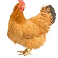 تلفات مرغ