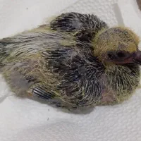 یک عدد جوجه پلاکی مسافتی