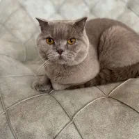 جفتگیری گربه اسکاتیش آنفولد نر|گربه|نیشابور, شریعتی|دیوار