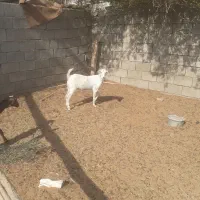 بزجوان|حیوانات مزرعه|قلعه قاضی, |دیوار