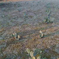 میوه ،برگ و نهال  اپونتیا کاکتوس|عمده‌فروشی|کیاشهر, |دیوار