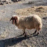 گوسفند آبستن جوان|حیوانات مزرعه|سیوان, |دیوار