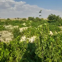 باغ انگور ۹۰۰متر|فروش زمین و ملک کلنگی|همدان, |دیوار
