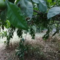 زمین-800متری-باغ-پرتغال
