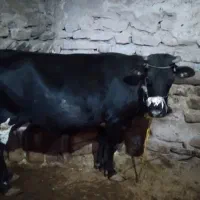 گاو|حیوانات مزرعه|چنگ الماسی, |دیوار