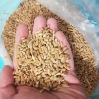 گندم کوهدشت