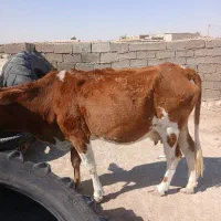 دهلران|حیوانات مزرعه|دهلران, |دیوار