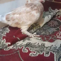 کبوتر|پرنده|کلاله, |دیوار