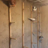 کبوتر شهری و بهبونی