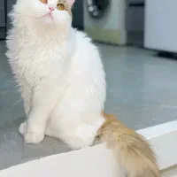 گربه بریتیش