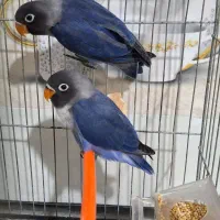 طوطی برزیلی رنگ خاص|پرنده|جنت, |دیوار