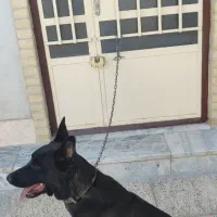 سگ نرمالینویر فان سیبل|سگ|بم, |دیوار