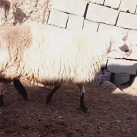 گوسفندوقوچ|حیوانات مزرعه|سربیشه, |دیوار