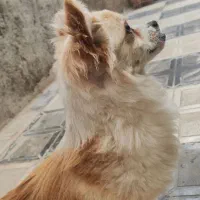 واگذااری و معاوضه