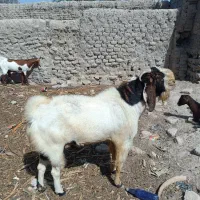 ماشاالله سه قلوزا