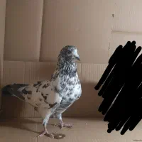 فروشی|پرنده|باغ حلی, |دیوار