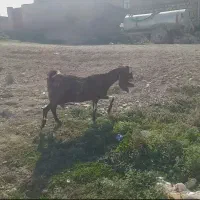 بز افغانی|حیوانات مزرعه|سیوان, |دیوار