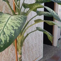 گل دیفن|گل و گیاه طبیعی|مسجد سلیمان, |دیوار