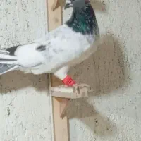 کبوتر|پرنده|میان جلگه, |دیوار