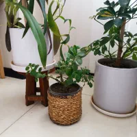 گل‌های زیبا و شاداب|گل و گیاه طبیعی|بجنورد, |دیوار