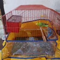 یک جفت مرغ عشق روی جوجه یک جفت فنج۲۲۰۰