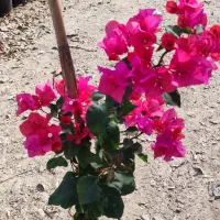 بامبو .گل و گیاه طبیعی|گل و گیاه طبیعی|ورامین, ورامین|دیوار