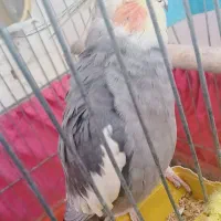 عروس هلندی|پرنده|رامشیر, |دیوار