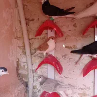 کبوتر ساده زرد سیاه هفترنگ